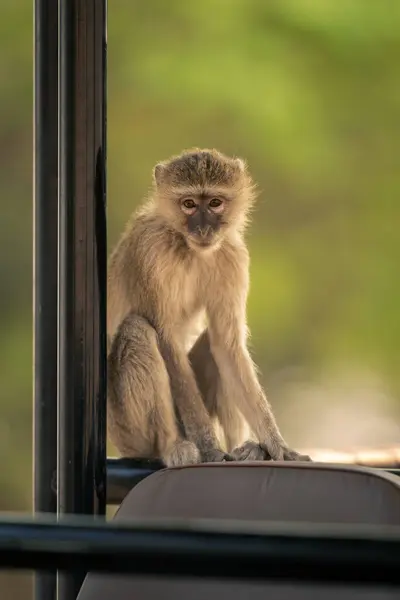 Vervet monkey sits on bar in jeep