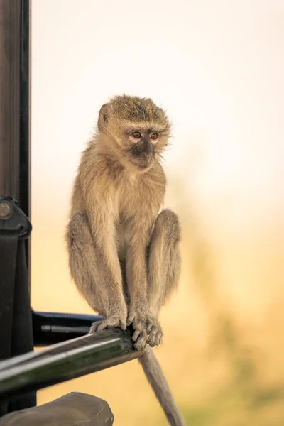 Vervet monkey sits on bar of jeep