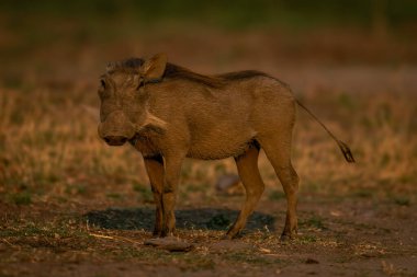 Genç yaban domuzu kameraya bakıyor.