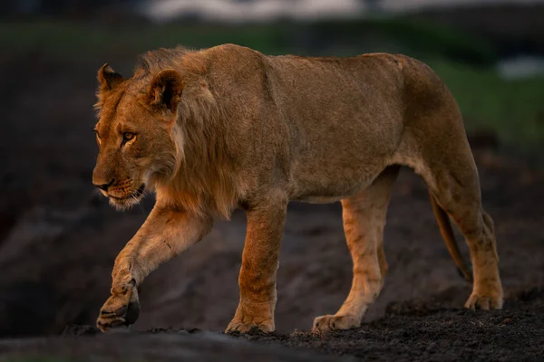 Jeune Lion Mâle Passe Devant Pied Levant — Photo