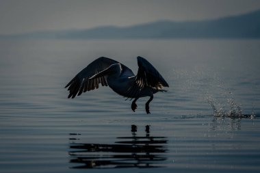 Dalmaçyalı pelikan mavi gölden havalandı