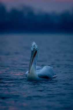 Dalmaçyalı pelikan güneş doğarken lense doğru kürek çekiyor
