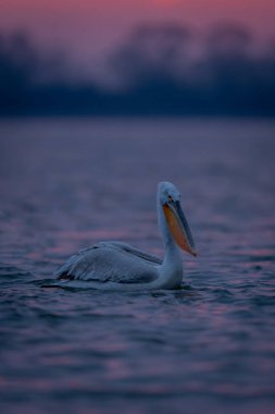 Gündoğumunda gölde yüzen Dalmaçyalı pelikan