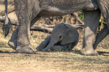 Afrika çalı fili yavrusu annesinin arkasında yuvarlanıyor
