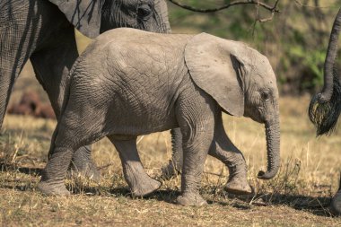 Afrika çalı fili yavrusu sürüyle yürüyor