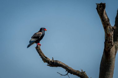 Bateleur mavi gökyüzünün altındaki ölü ağaçta