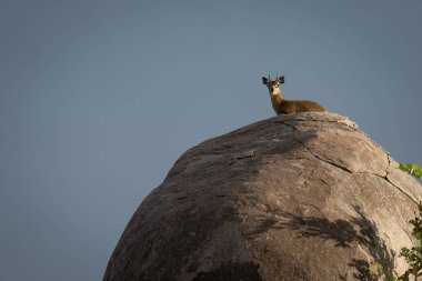 Klipspringer mavi gökyüzünün altında yatıyor