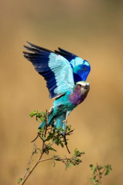 Lilac-breasted roller takes off from thin branch clipart