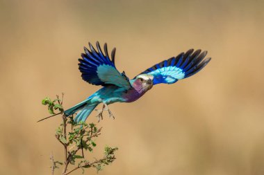 Dar daldan havalanan leylak göğüslü silindir.