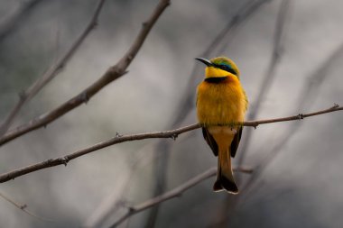 Dar daldaki küçük arı yiyici başını çeviriyor.