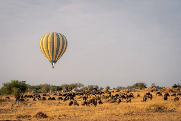 stock image Balloon flies over grazing blue wildebeest herd