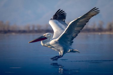 Dalmaçyalı pelikan sakin sulardan kalkıyor