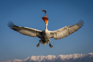 Pelikan, dağlarda kanat çırpan balık yakalar.