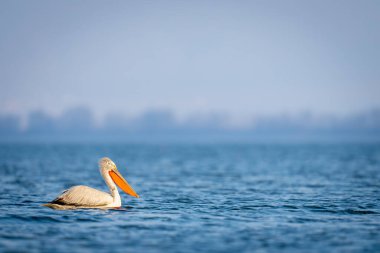 Pelikan arka planda ağaçlarla gölden geçiyor