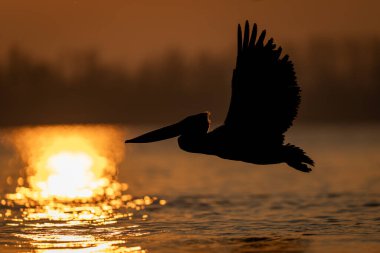 Pelikan sinekleri gün doğumunda suyun üzerinde siluet oluşturur.