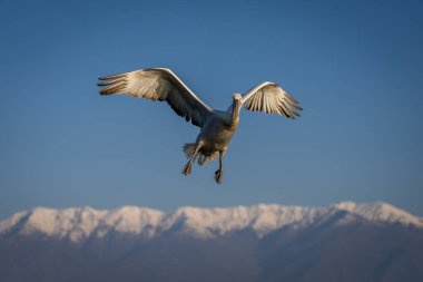 Pelikan dağların üzerinden mavi gökyüzünde uçar