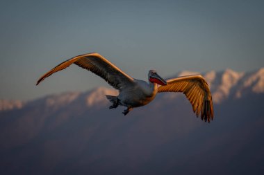 Pelikan, dağların yakınında mavi gökyüzünün altında uçar.