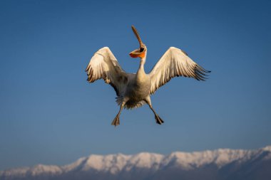 Pelikan sinekleri ve dağların yakınındaki gagaları.