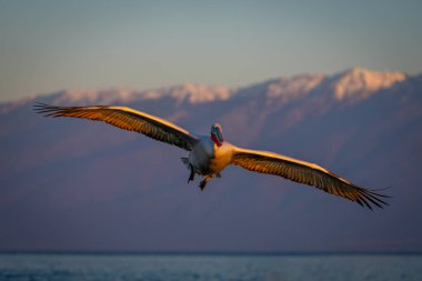 Pelikan dağların yakınında sakin bir göl üzerinde uçuyor