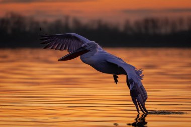 Sakin göl üzerinde uçan pelikan kanat ucu