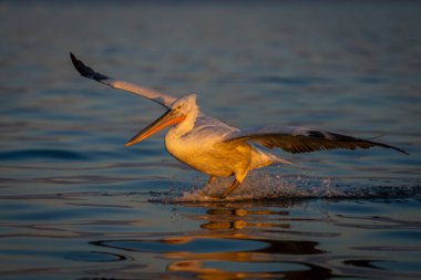 Pelikan suyun pürüzsüz göle inmesini sağlıyor