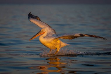Pelikan durgun göle su indirdi