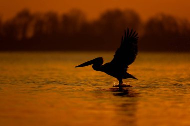 Pelikan şafakta gölden havalanıyor.