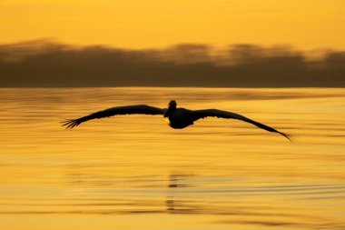 Dalmaçya pelikanının gölün üzerindeki yavaş tavası