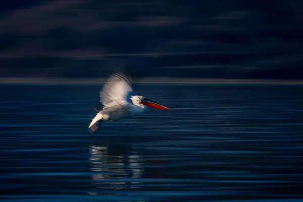 Panela Lenta Pelicano Voando Longo Lago — Fotografia de Stock