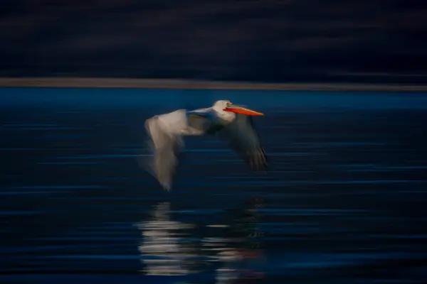 Panela Lenta Pelicano Voando Perto Lago — Fotografia de Stock