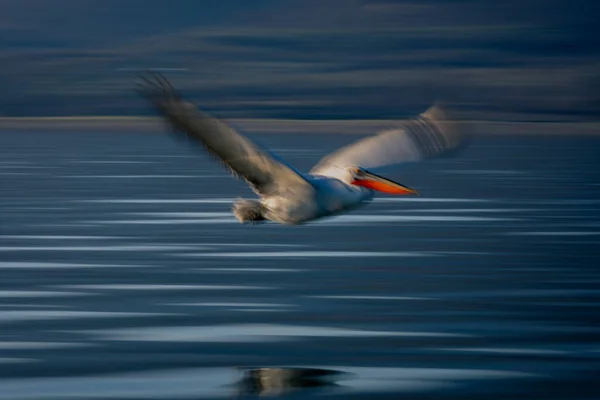 Panela Lenta Pelicano Voando Passado Beira Lago — Fotografia de Stock