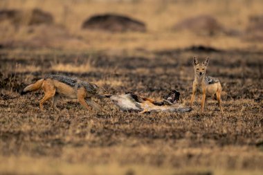 Siyah sırtlı çakal başka bir arabanın yanında duruyor.