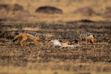 Siyah sırtlı çakal bir başkasının arabasını kemiriyor.