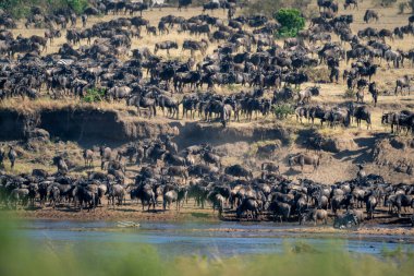 Mavi antilop ve ovalar Nehirden zebraya
