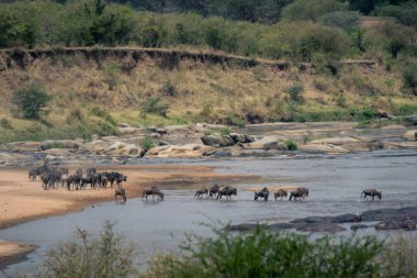 Mavi antilop kumlu sahilden nehrin karşısına geçiyor.