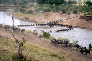 Mavi antiloplar iki sıra halinde karşıya geçiyor.
