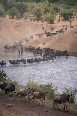 Mavi antilop zigzag çizgisinde nehri geçiyor.