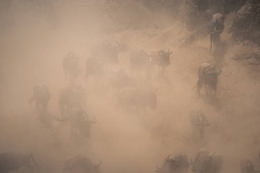 Mavi antiloplar toz içinde nehir kıyısında dörtnala koşuyorlar.