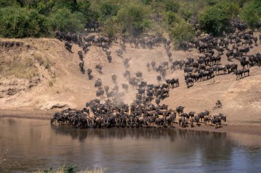 Nehirden geçen mavi antiloplar
