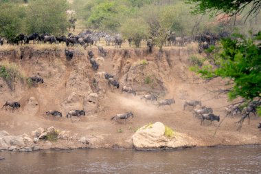 Mavi antiloplar nehir kıyısında dört nala gidiyorlar.