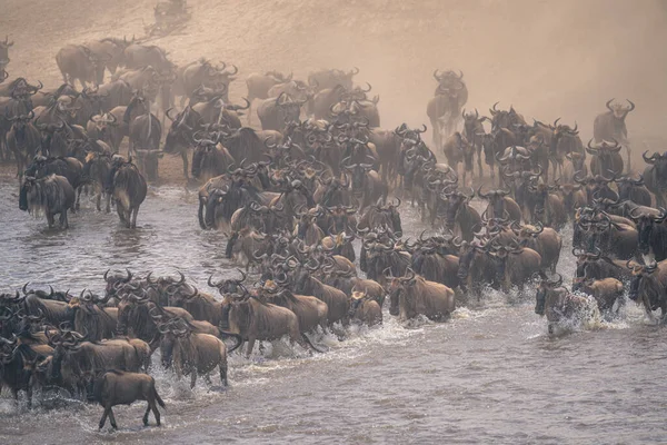 Blue wildebeest crossing river in dust cloud