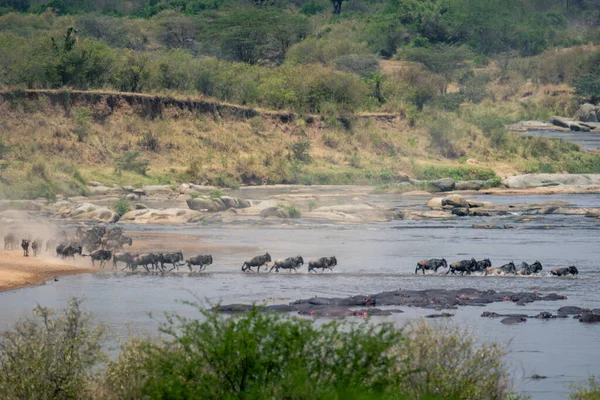 stock image Blue wildebeest gallop across river in dust