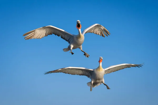 Two pelicans fly in clear blue sky