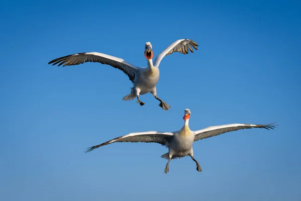 Two pelicans fly in perfect blue sky