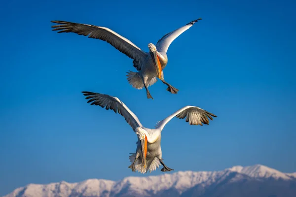 Two pelicans fly looking down near mountains
