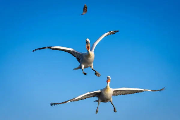 Two pelicans flying towards fish in mid-air
