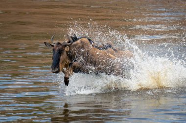 Mavi antiloplar nehirde dört nala koşup püskürtüyor.
