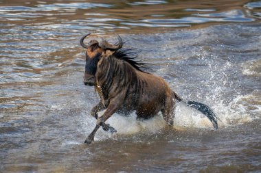 Mavi antiloplar nehirde dört nala koşuyor.