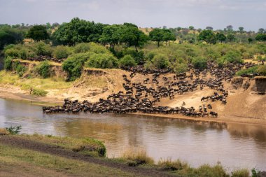 Mavi antiloplar nehir kıyısındaki ağaçların yakınında toplanıyor.