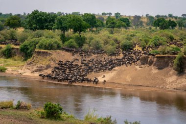 Mavi antiloplar ağaçların yanında nehrin kenarında toplanıyor.